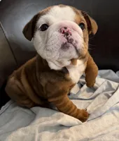 Baby, a female English Bulldog for sale in Wooster, OH – Photo 2 of 3