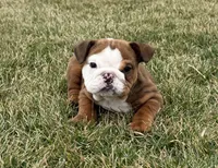 READY NOW- Baby, a female English Bulldog for sale in Wooster, OH – Photo 1 of 3