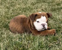 READY NOW- Baby, a female English Bulldog for sale in Wooster, OH – Photo 2 of 3