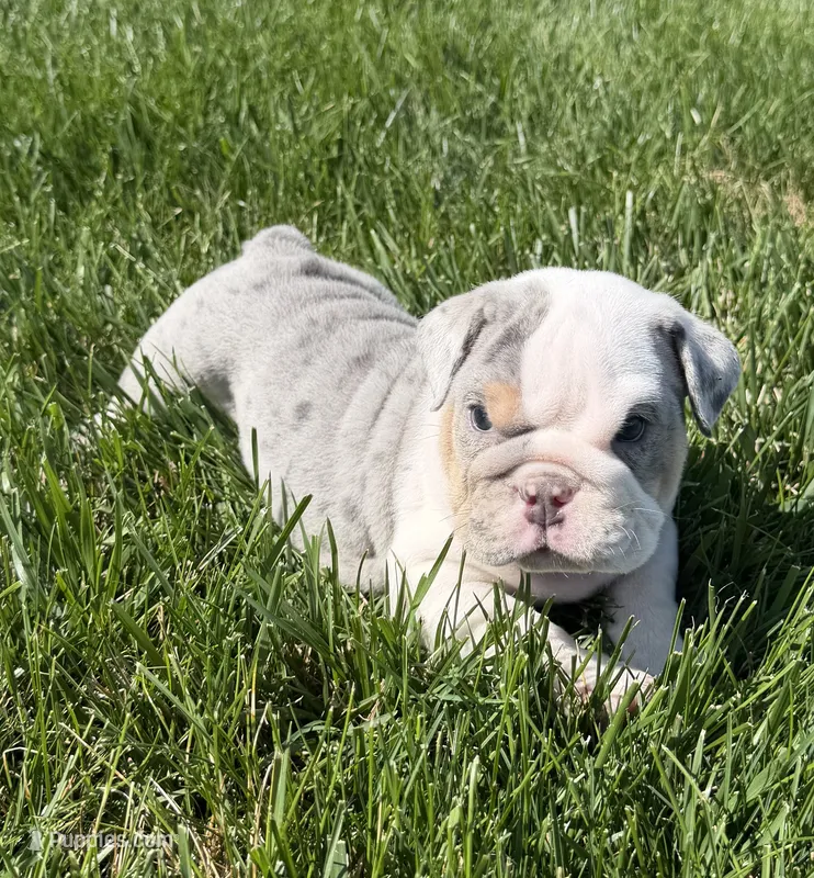 lenny  – English Bulldog puppy for sale in Wooster, OH