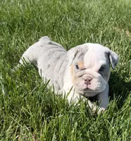 lenny , a male English Bulldog for sale in Wooster, OH – 1 of 2