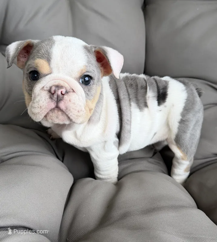 london- TAKE HOME TODAY – English Bulldog puppy for sale in Wooster, OH