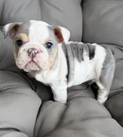 london- TAKE HOME TODAY, a female English Bulldog for sale in Wooster, OH – 2 of 2
