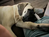 Luna, a female English Mastiff for sale in Foley, AL – Photo 2 of 4