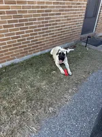 Luna, a female English Mastiff for sale in Foley, AL – Photo 3 of 4