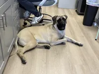 Luna, a female English Mastiff for sale in Foley, AL – Photo 1 of 4