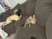 Luna, a female English Mastiff for sale in Foley, AL – Photo 4 of 4