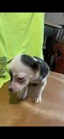 Baby girl. White an blue. , a female Chihuahua for sale in Baytown, TX – 2 of 3