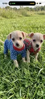 Edward , a female Chihuahua for sale in Beaumont, TX – 2 of 2