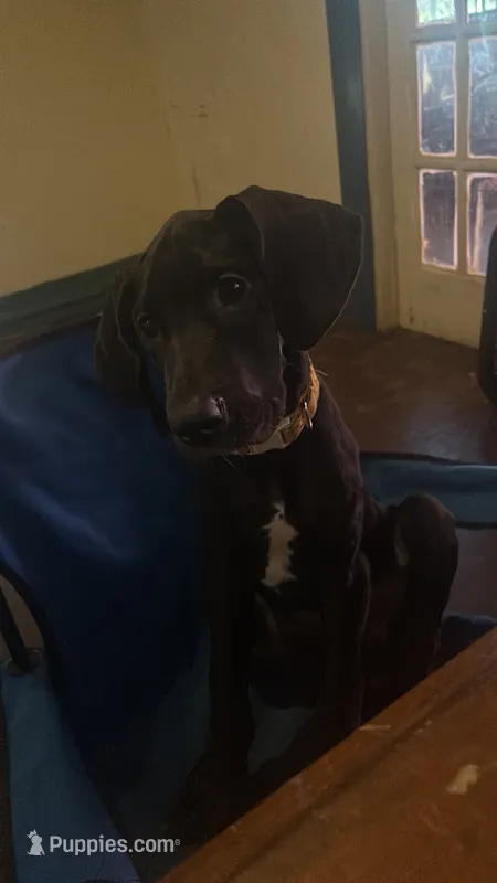 Iceland reduced need home – Great Dane puppy for sale in Beaumont, TX