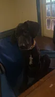Iceland reduced need home, a female Great Dane for sale in Beaumont, TX – 1 of 4