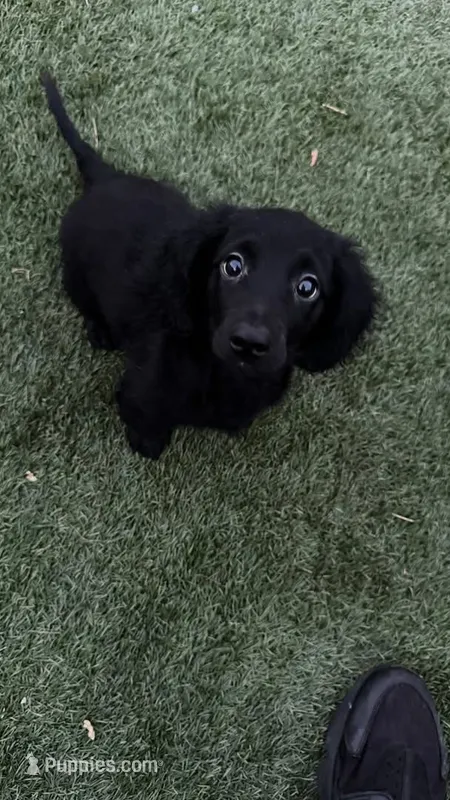 Lady bug , a female Miniature Dachshund for sale in Beaumont, TX – 1 of 3