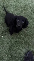 Lady bug , a female Miniature Dachshund for sale in Beaumont, TX – 1 of 3