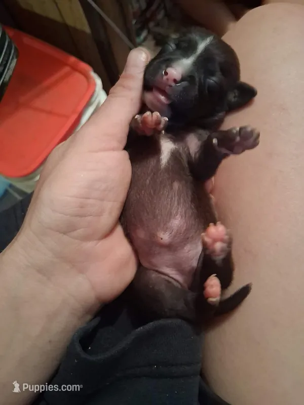 Baby 3 – Chihuahua puppy for sale in Beaumont, TX