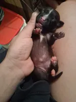Baby 3, a female Chihuahua for sale in Beaumont, TX – 1 of 6