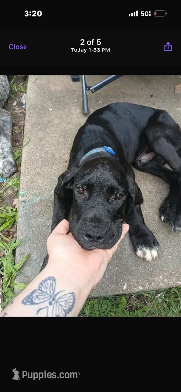Duke  – Great Dane puppy for sale in Beaumont, TX