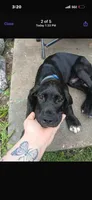 Duke , a male Great Dane for sale in Beaumont, TX – 1 of 1