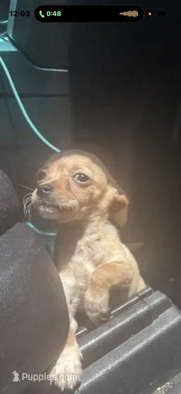 Edward  – Chihuahua puppy for sale in Beaumont, TX