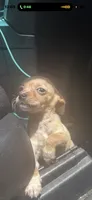 Edward , a female Chihuahua for sale in Beaumont, TX – 1 of 2