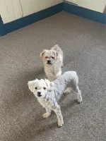 Johnny urgent home needed , a male Poodle - Toy  for sale in Beaumont, TX – 2 of 2