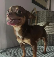 Baby 2, a male Chihuahua for sale in Beaumont, TX – 3 of 5