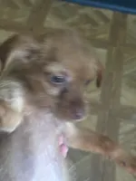 Raymond long hair , a male Chihuahua for sale in Beaumont, TX – 1 of 7