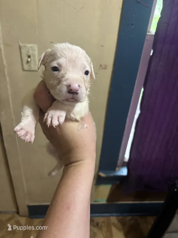 Puppy one  – Great Dane puppy for sale in Beaumont, TX