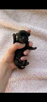 Andy , a male Chihuahua for sale in Beaumont, TX – 1 of 3