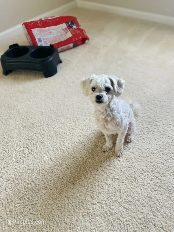 Johnny urgent home needed  – Poodle - Toy  puppy for sale in Beaumont, TX