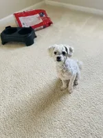 Johnny urgent home needed , a male Poodle - Toy  for sale in Beaumont, TX – 1 of 2