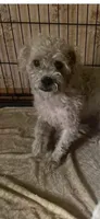 Woodstock , a male Poodle - Toy  for sale in Beaumont, TX – 2 of 2