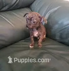 Apple  – Chihuahua puppy for sale in Beaumont, TX