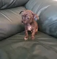 Apple , a female Chihuahua for sale in Beaumont, TX – Photo 1 of 3