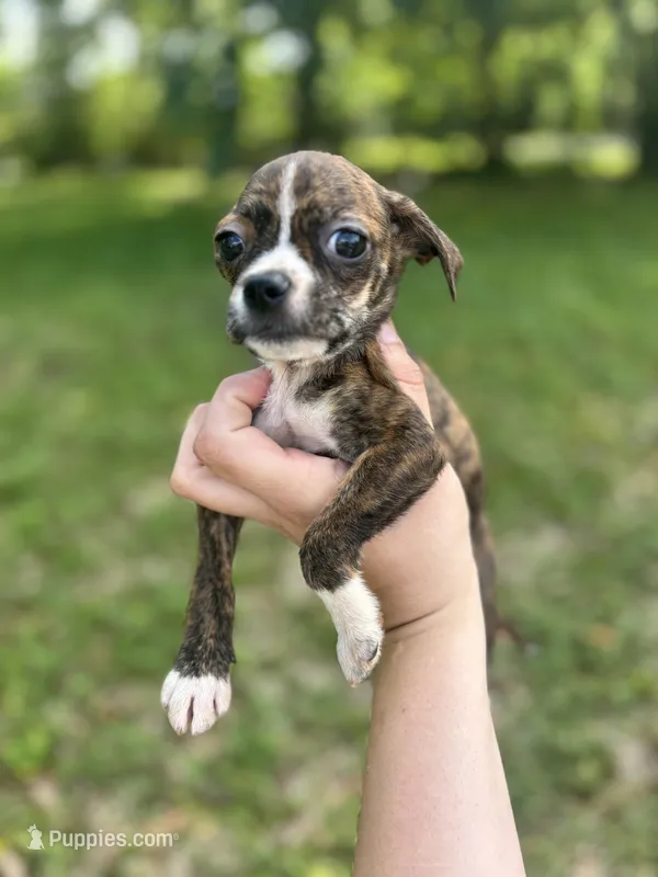 Apple  – Chihuahua puppy for sale in Beaumont, TX
