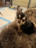 Apple , a female Chihuahua for sale in Beaumont, TX – Photo 3 of 3