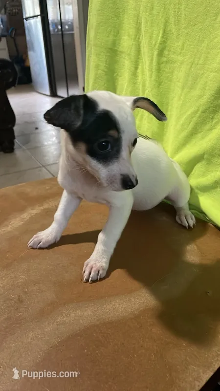 Lucky  – Chihuahua puppy for sale in Baytown, TX