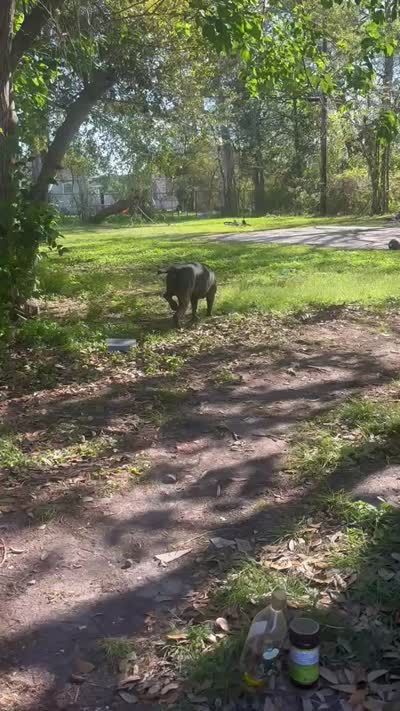 Kiara , a female Cane Corso for sale in Beaumont, TX – 2 of 2