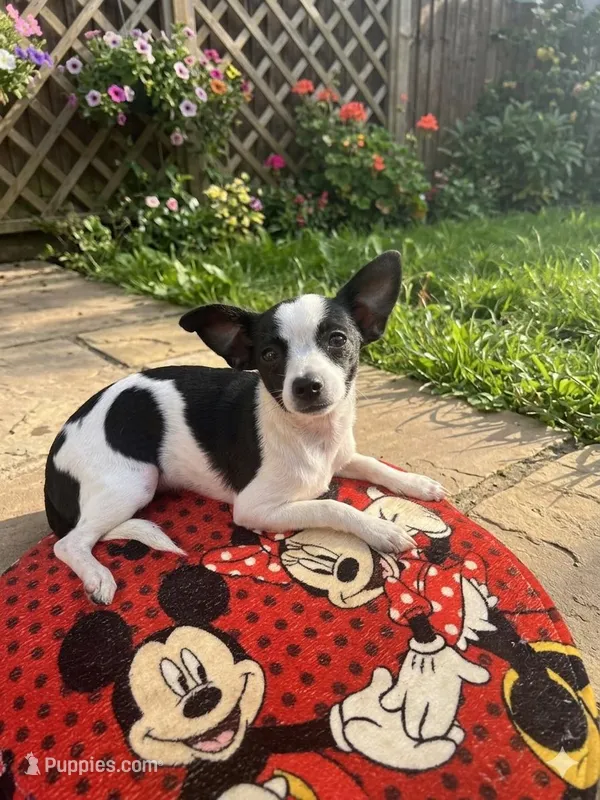 Bubbles possibly pregnant  – Chihuahua puppy for sale in Beaumont, TX