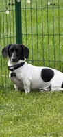 Mickey check him out , a male Dachshund for sale in Baytown, TX – 5 of 7