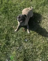 Snoopy akc , a male Pug for sale in Baytown, TX – 4 of 4