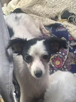 Brittany need home pregnant , a female Chihuahua for sale in Beaumont, TX – 2 of 3