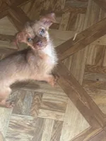 Raymond long hair , a male Chihuahua for sale in Beaumont, TX – 7 of 7