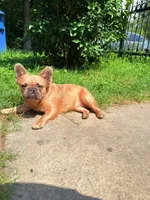 Fluffy Frenchi boy snoopy , a male French Bulldog for sale in Baytown, TX – 5 of 6