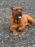 Franklin , a male Cane Corso for sale in Beaumont, TX – 2 of 4