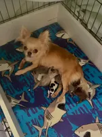 Kevin the tiny long hair apple head , a male Chihuahua for sale in Baytown, TX – 2 of 5