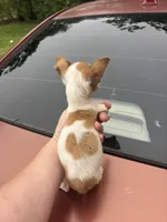 Coconut  teacup , a female Chihuahua for sale in Beaumont, TX – Photo 7 of 7