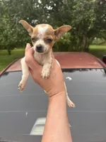 Coconut  teacup , a female Chihuahua for sale in Beaumont, TX – Photo 6 of 7