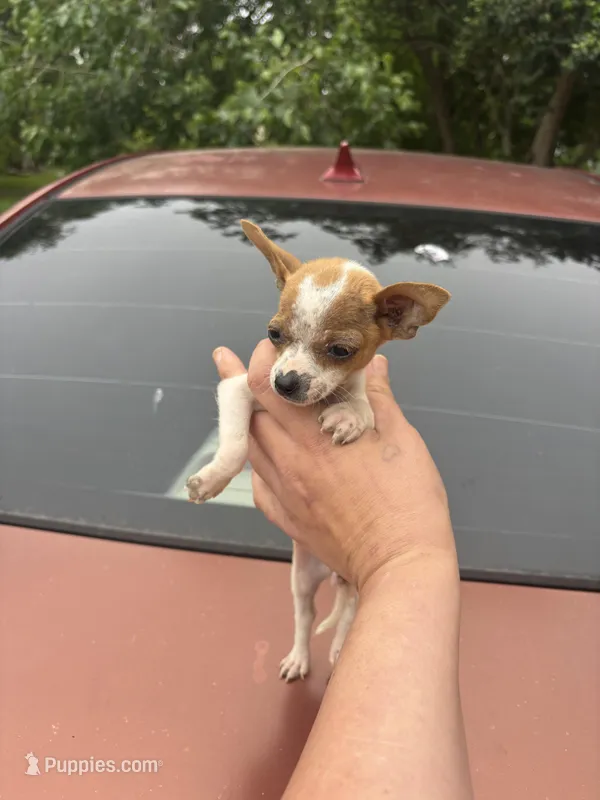 Coconut  teacup  – Chihuahua puppy for sale in Beaumont, TX