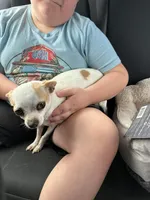 Coconut  teacup , a female Chihuahua for sale in Beaumont, TX – Photo 4 of 7