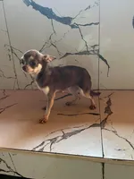 Coconut  teacup , a female Chihuahua for sale in Beaumont, TX – Photo 2 of 7